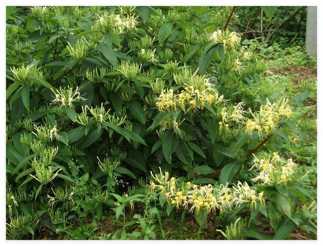 山银花(藤本植物)(图1) 山银花(藤本植物)(图1)